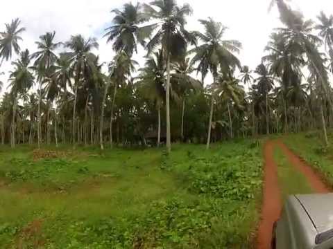 Sri Lanka Coconut Plantation