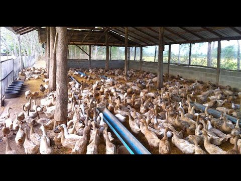 , title : 'Raising 100 ducks for eggs on my farm II Natwijuka Brian 0789491350'