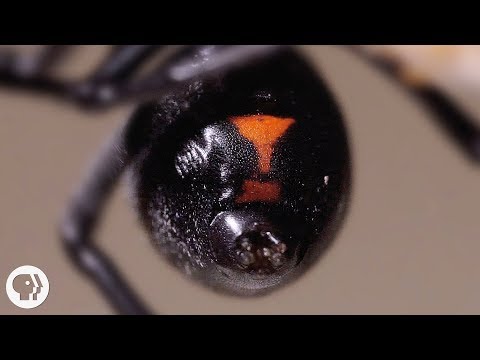 image-What do black widows eat and drink?