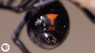 Why the Male Black Widow is a Real Home Wrecker | Deep Look