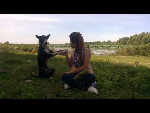 Lovely Smart Girl Play with Cute Puppy at Rice field