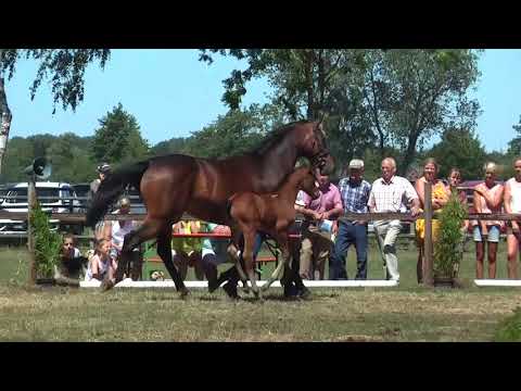 Sudweyher Fohlenschau 2018 - Kat.-Nr. 28