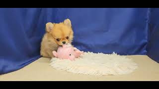 ハーフ犬の動画01