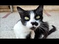 2 Abandoned Tuxedo Cats And 1 Jealous Gray Cat Hungry