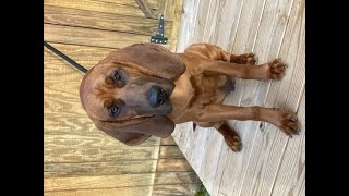 Wrink (Henry Wrinkler) the Bloodhound at Play