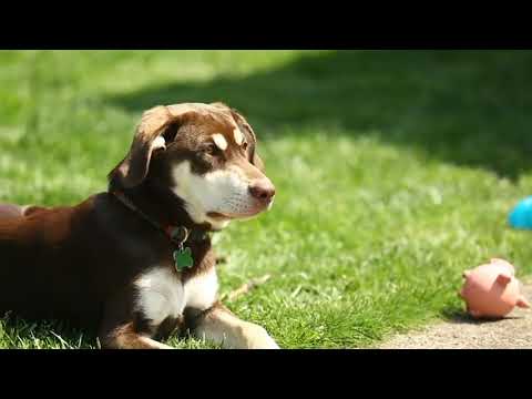 Happy Birthday Mozi!