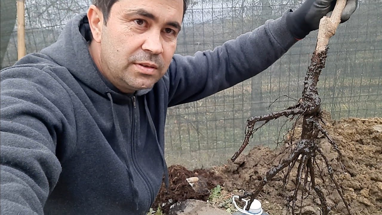 De ce nu se prind pomii.Cum plant?m corect un pom.