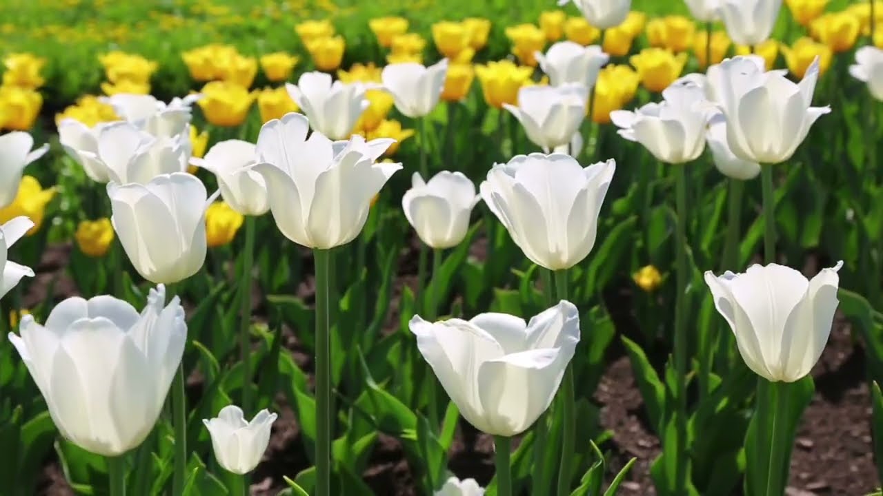 Junior School Founders Day 2026