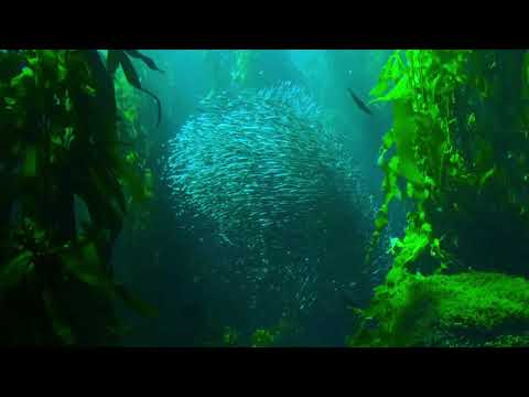 New music 2021, copyright-free music 2021, vlog music, audio library royalty-free music, viral music