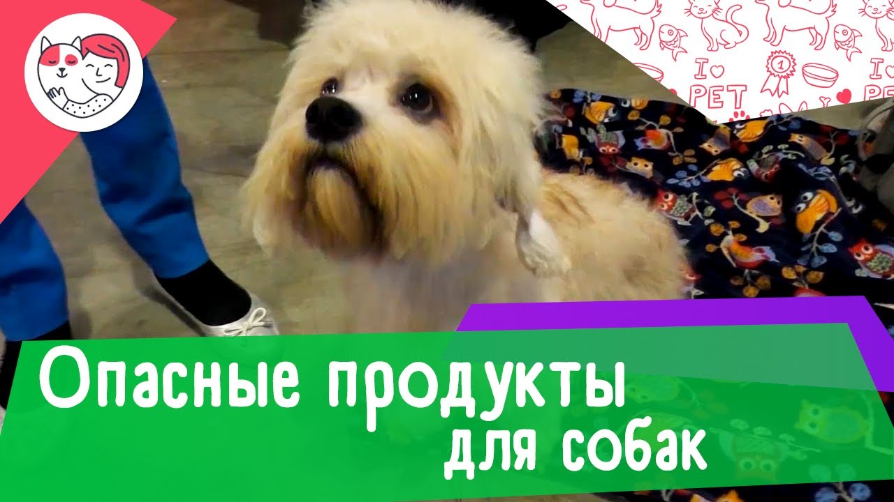 7 опасных продуктов для вашей собаки