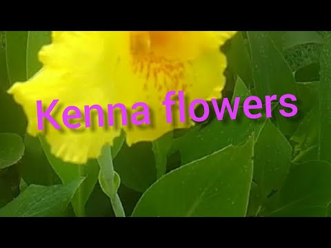 kenna flowers and caladium bicolour.