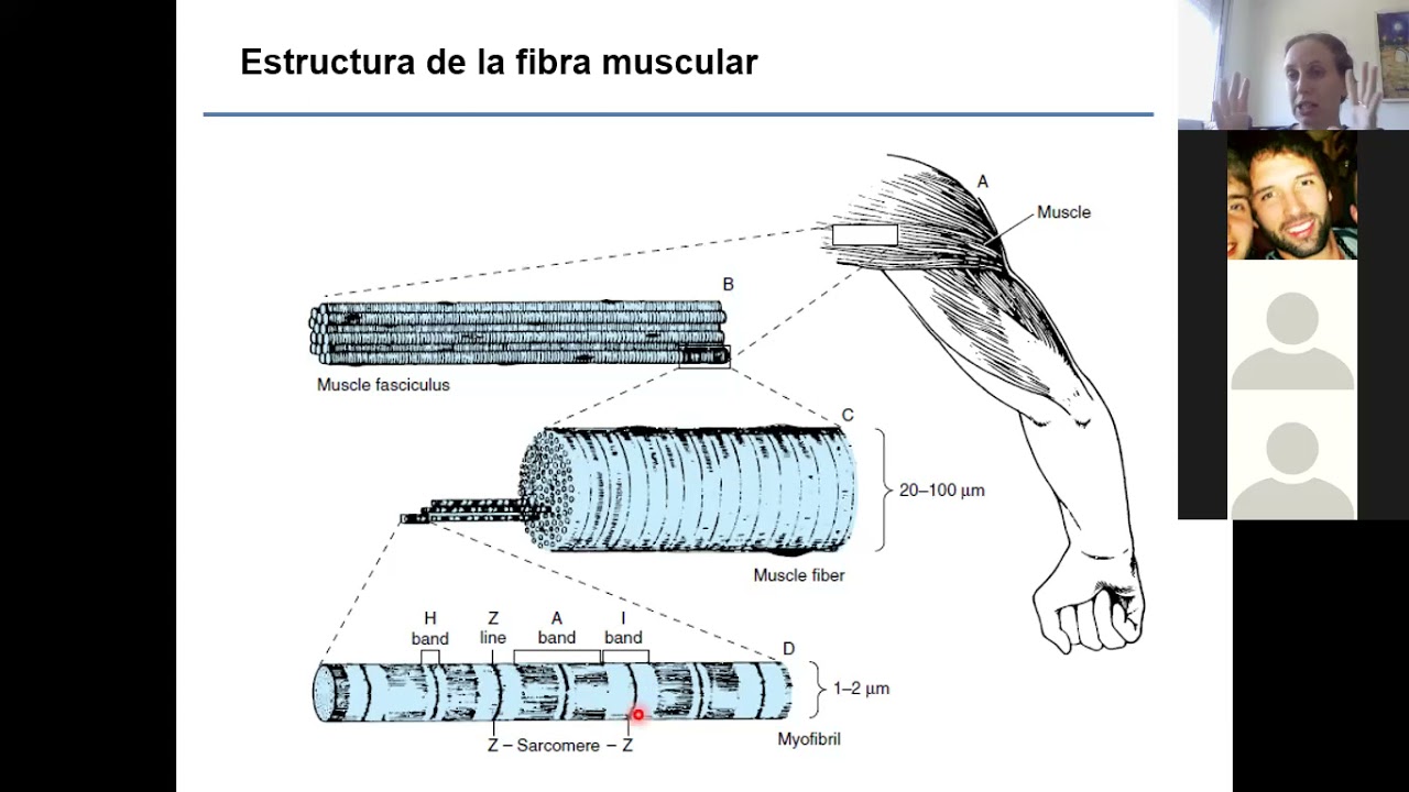 Contracción muscular y metabolismo del músculo - Profundizaciones