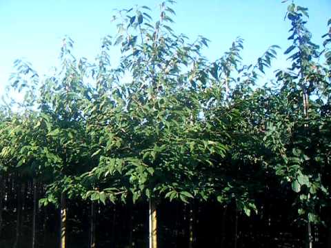 Sap Trees  Prunus avium Plena 14-16cm girth