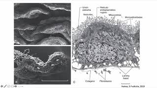 Tejido nervioso 3: Sinapsis barreras - Neurobiología