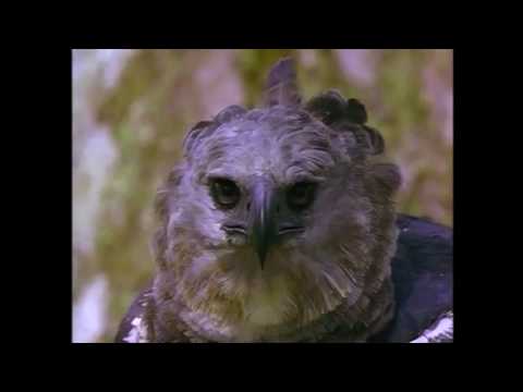 Gwen and Zoey's Adventures of Really Wild Animals (Episode 4; Part 8)