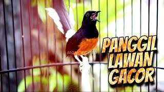 Download lagu PANCINGAN MURAI BATU PAGI HARI AMPUH bikin EMOSI MURAI MANAPUN AUTO IKUT BUNYI #13 mp3 Download lagu PANCINGAN MURAI BATU PAGI HARI AMPUH bikin EMOSI MURAI MANAPUN AUTO IKUT BUNYI #13 mp3