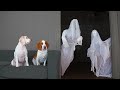 Dog vs Ghost Prank: Funny Dogs Maymo & Potpie Halloween Pranks