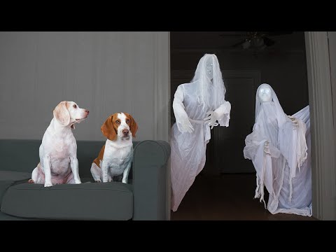 Dog vs Ghost Prank: Funny Dogs Maymo & Potpie Halloween Pranks - YouTube