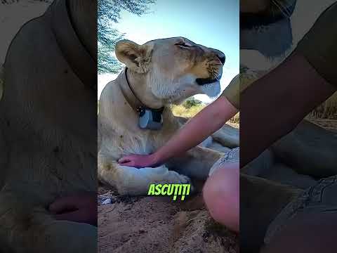 🐱👅 Limba de Pisică Ascunde un SECRET Dureros