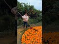 Such beautiful oranges are still not being sold #amazing #viralvideos