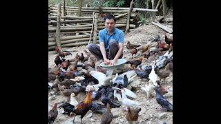 Robert raises hundreds of wild chickens and pigeons in the mountains. Green forest life
