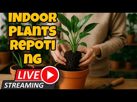 🌱 Indoor Plants Repotting Live | Houseplants Care & Soil Mix Guide