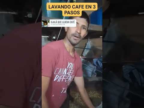 LAVANDO CAFÉ A MANO - Vida Real