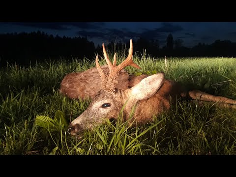 Bockjagd im Mai (2022) Teil 1