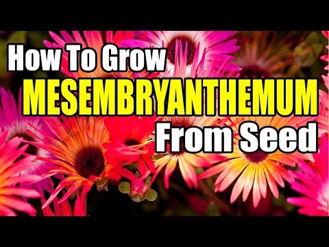 , title : 'How To Grow Mesembryanthemum From Seed