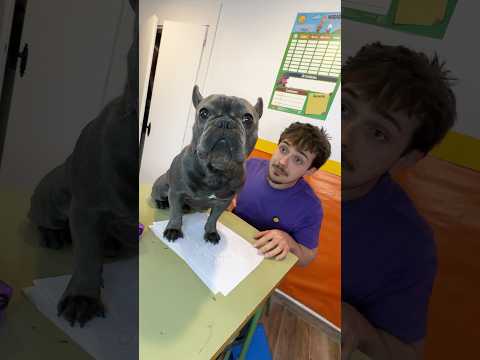 El Perro Se Comió mi TAREA🐶📝#comedia