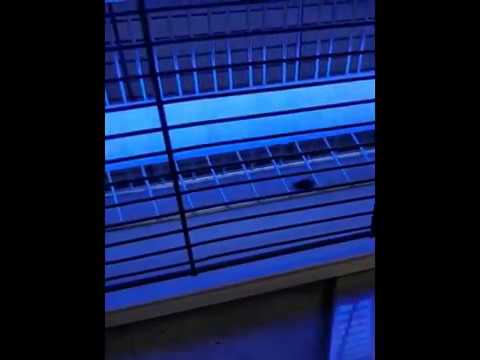 ASPECTEK Lampe Anti moustique   UV LED Tue Mouches Destructeur D' Insectes Electrique 20W, Un bruit