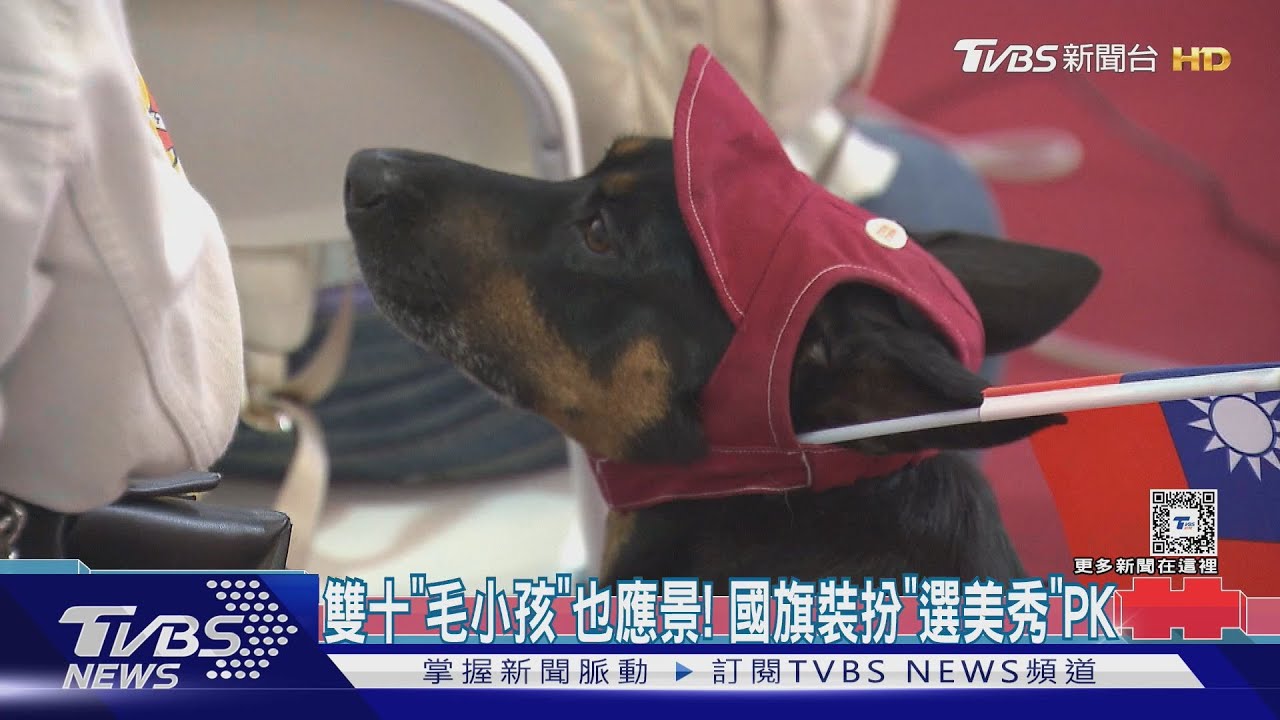 雙十「毛小孩」也應景！　國旗裝扮「選美秀」PK