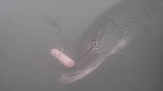 HOT DOG vs PIKE! Will They Eat? Ice Fishing Northern Pike