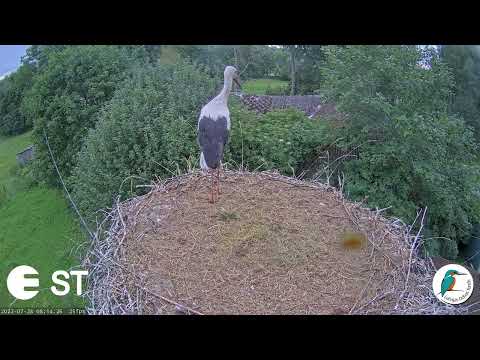Baltie stārķi  Tukuma novadā - LDF . Zāles trimmeris liek izlidot visiem 4 stārķēniem.28.07.22