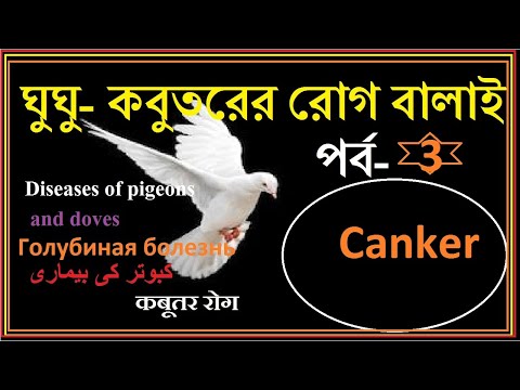image-What diseases do doves carry?