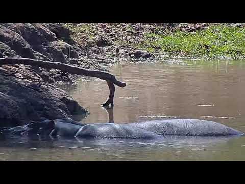 Djuma: Hiipos-two in the shade - 10:38 - 04/18/21