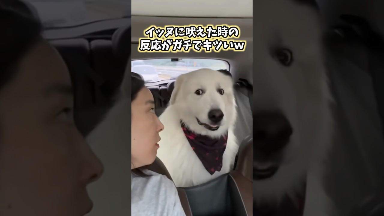 イッヌの動画見て笑ったら負けwww #犬 #犬のいる暮らし #犬のいる生活 #いぬ #可愛い #かわいい #癒し #ペット #動物 #2ch #shorts