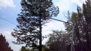 preview picture of video 'Large Pine in Power line Removal, Moss Point, MS'