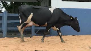 Vídeo 116 - 1ª ETAPA MEGA LIQUIDAÇÃO TOTAL AGROPECUÁRIA MARAJOARA - DIA 4 | GADO GIROLANDO E HOLANDÊS