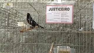 Curio JUSTICEIRO galador do Criatorio JR MAGÉ  filho da ESMERALDA 056 