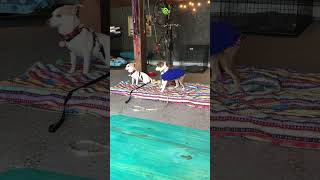 Video preview image #1 Australian Shepherd Puppy For Sale in Wakefield, RI, USA