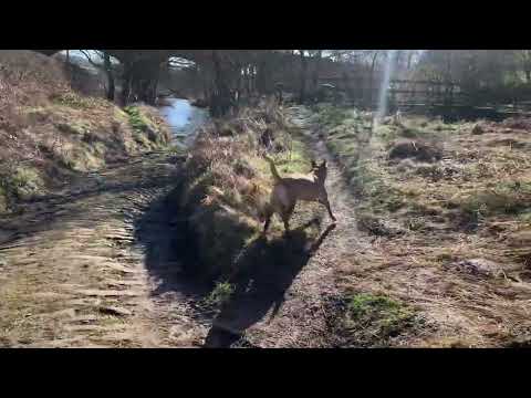 Walk from Glaisdale to Danby Beacon