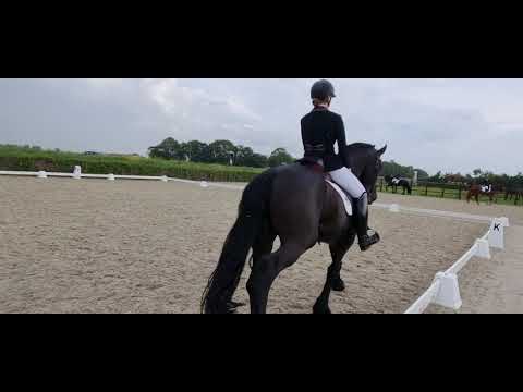 Stal Okkema's Beer - Wimer x Andries - Gelding - 2016 - 1.70m