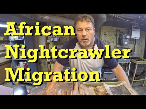 104-day African nightcrawler worm bin set-up for horizontal migration - vermicomposting
