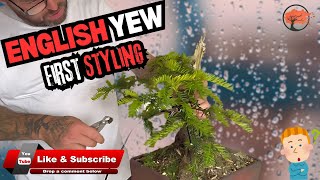 English Yew Bonsai Styling - Will My Bonsai Bloom or Bust?