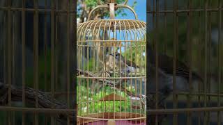 Download lagu SRDC Betina gacor: cocok untuk pancingan PAUD / SRDC bahan #srdc #birdsinging  #bird mp3