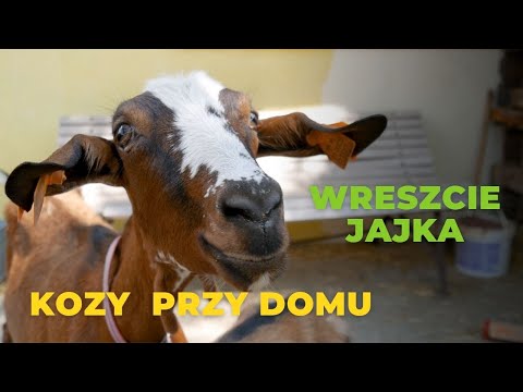 , title : 'Przydomowa Hodowla kóz i Zmiany u Kur'