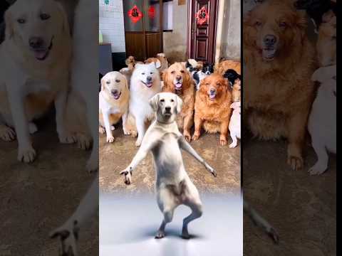 Dancing  dog 🐕🐕🐶🐶 YouTube #youtube #shorts#short