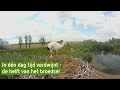 In één dag tijd twee dode kuikens in ooievaarsnest Wamel