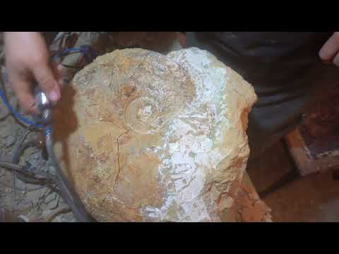 Giant ammonite from Burton Bradstock Lytoceras 5